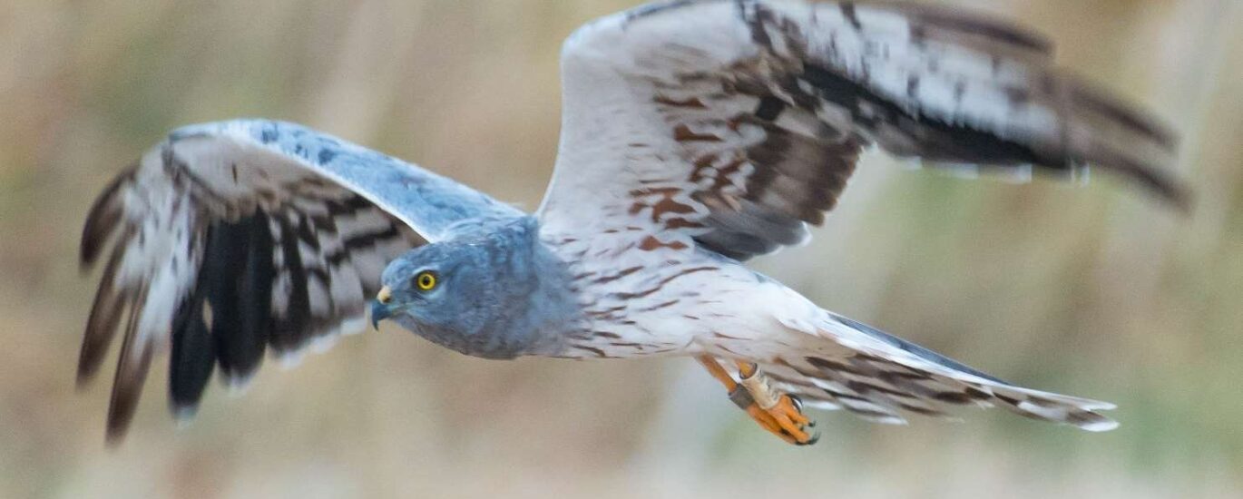 Aguilucho cenizo macho en vuelo sobre un campo de cereal en La Janda