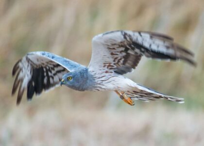 Aguilucho cenizo macho en vuelo sobre un campo de cereal en La Janda
