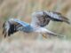 Aguilucho cenizo macho en vuelo sobre un campo de cereal en La Janda