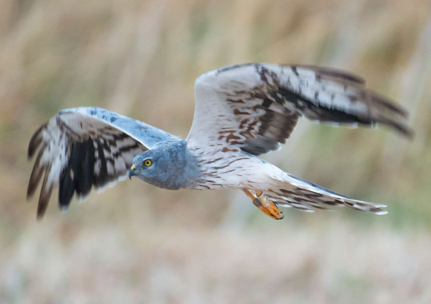 Aguilucho cenizo macho en vuelo sobre un campo de cereal en La Janda