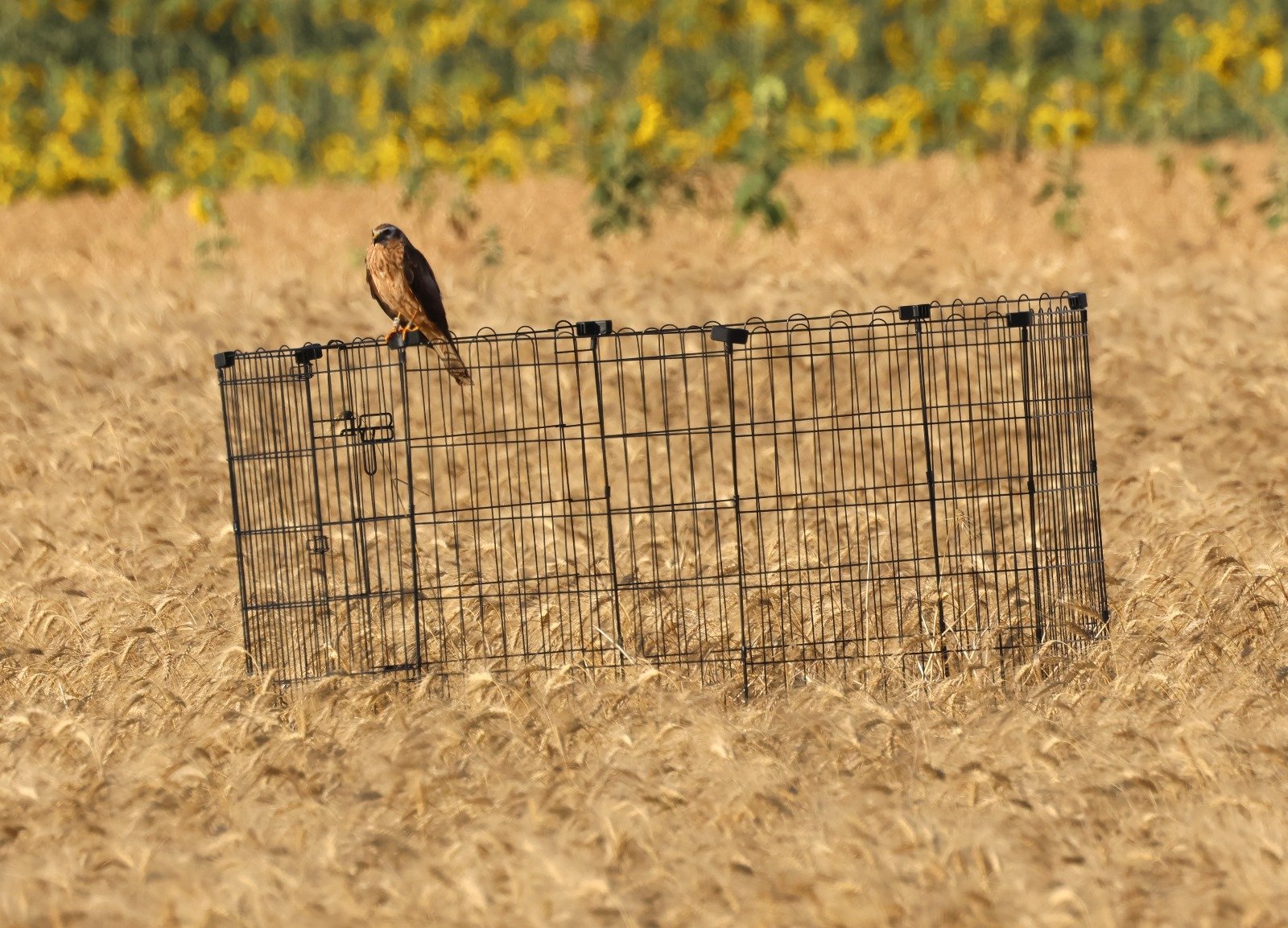 Hembra de aguilucho cenizo posada en un cercado de protección, con girasoles al fondo
