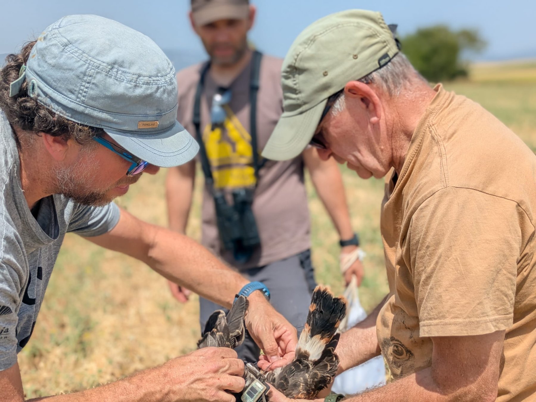 Voluntarios anillando y colocando un emisor GPS a un pollo de aguilucho cenizo en el campo