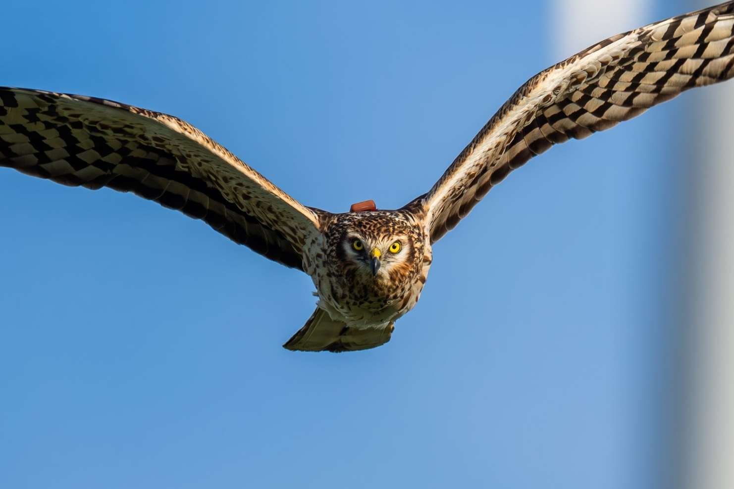 Sacapuntas, hembra de aguilucho cenizo, volando directamente hacia la cámara